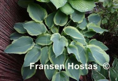 Hosta Déjà Blu