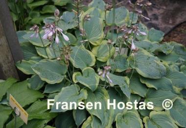Hosta Déjà Blu