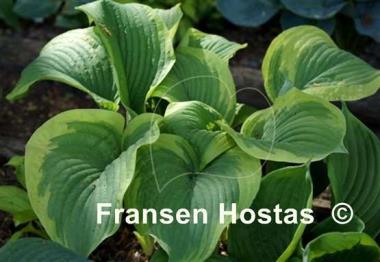 Hosta dino