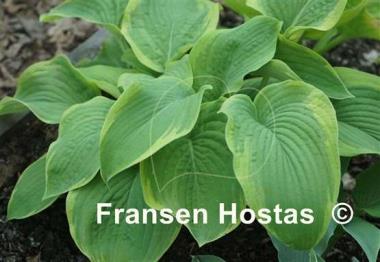 Hosta dino