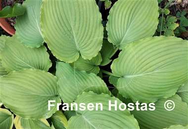 Hosta Earthquake