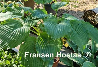 Hosta Earthquake
