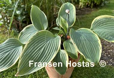 Hosta Easy Going