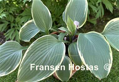 Hosta Easy Going