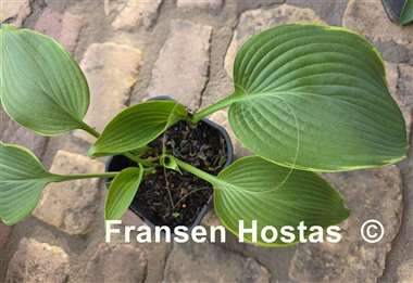 Hosta Easy Going