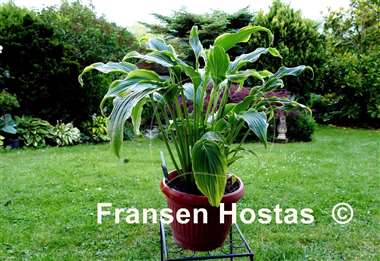 Hosta Ebb Tide