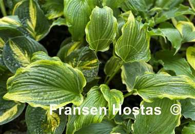 Hosta Ebb Tide
