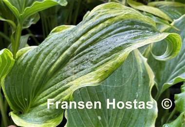 Hosta Ebb Tide