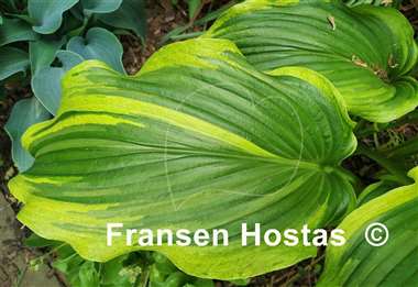 Hosta Ebb Tide