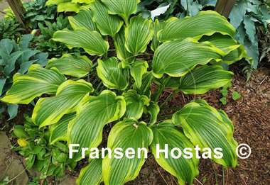Hosta Ebb Tide