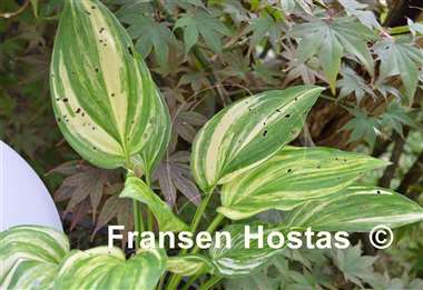 Hosta Edwin Bibby