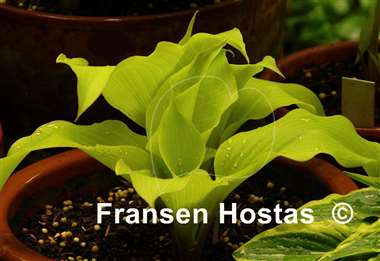 Hosta Effervescence
