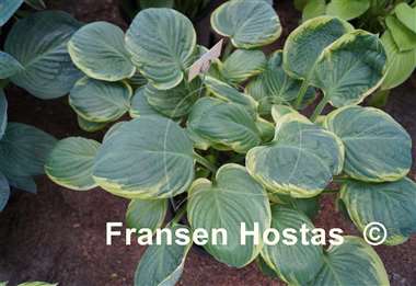 Hosta El Capitan