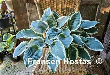 Hosta El Nino