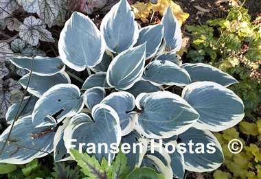 Hosta El Nino