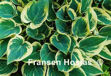 Hosta El Nino