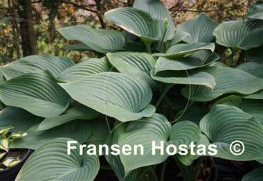 Hosta Elatior