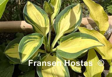 Hosta Eleanor Lachman