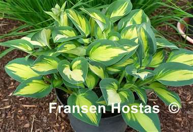 Hosta Eleanor Lachman