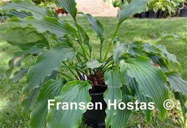 Hosta Electric Eve