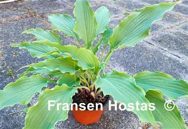 Hosta Electric Eve
