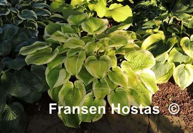Hosta Electrum Stater