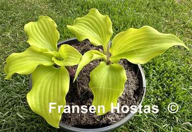 Hosta Elfin Princess