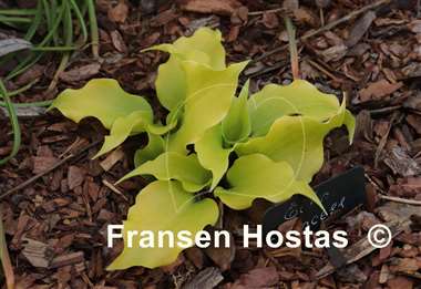 Hosta Elfin Princess