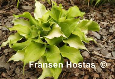 Hosta Elfin Princess