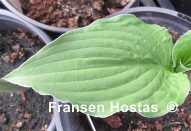 Hosta Elisabeth