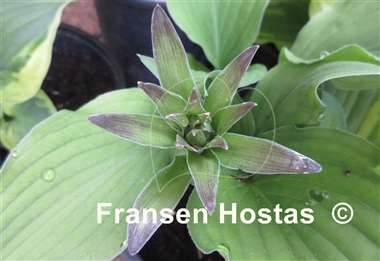 Hosta Elisabeth