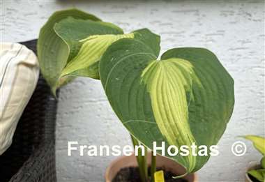 Hosta Ella's Angel