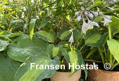 Hosta Ella's Angel