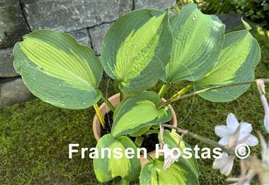 Hosta Ella's Angel