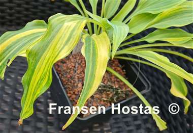 Hosta Elvis Lives Streaked