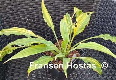 Hosta Elvis Lives Streaked