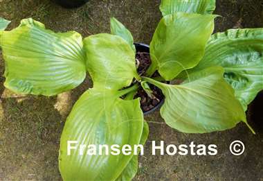 Hosta Embroidery