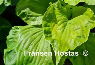 Hosta Embroidery