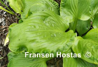 Hosta Embroidery