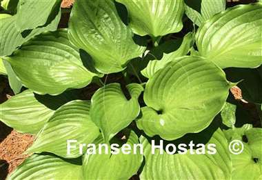 Hosta Emerald Chalice