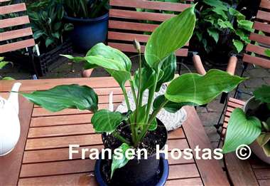 Hosta Emerald Chalice