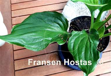 Hosta Emerald Chalice