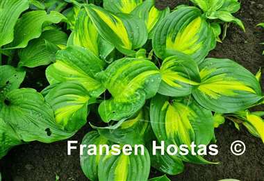 Hosta Emerald Charger