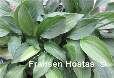 Hosta Emerald Hearts