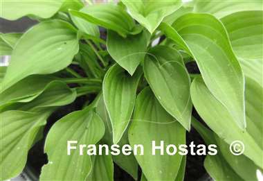 Hosta Emerald Hearts