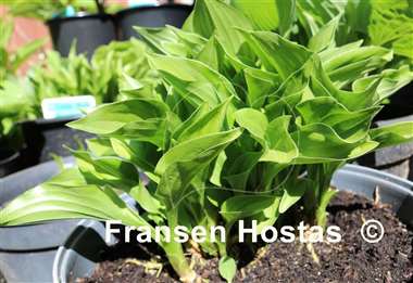 Hosta Emerald Hearts