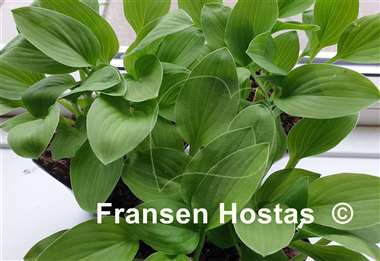 Hosta Emerald Mine