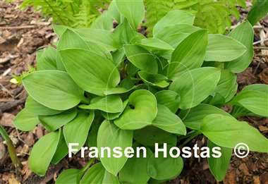 Hosta Emerald Mine
