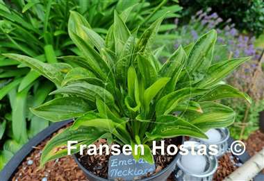 Hosta Emerald Necklace