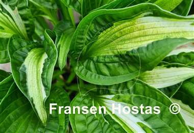 Hosta Emerald Necklace